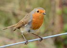 Robin On The Wire  Old Moor